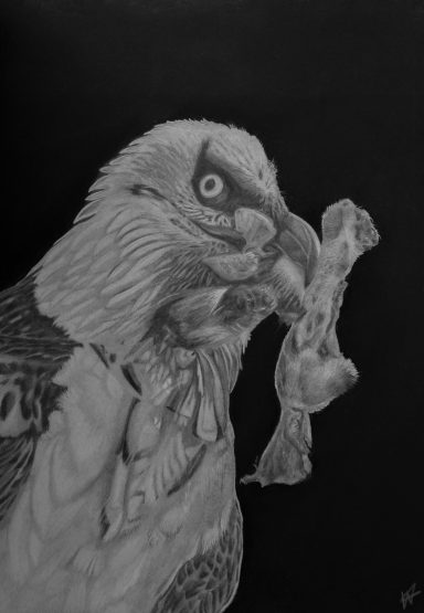 Lammergier or Bearded Vulture (Gypaetus barbatus)