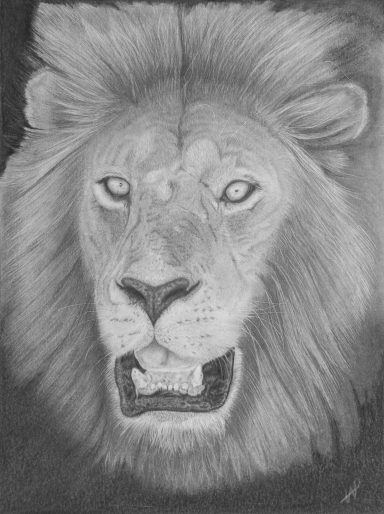 Lion, Panthera leo
