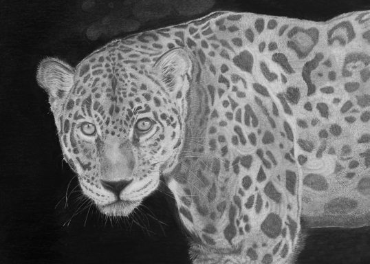 Jaguar, Panthera onca