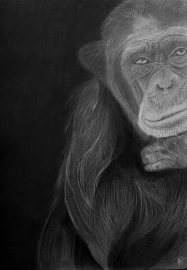 Chimpanzee, Pan troglodytes